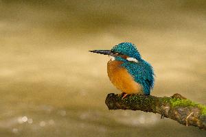 Nutrie